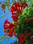 Vertical shot of blooming red Trumpet vines under a clear sky