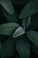 Vertical shot of blooming sage leaves