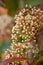 Vertical shot of blooming Skimmia japonica