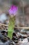 Vertical shot of a blooming turmeric flower