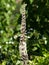 Vertical shot of a blooming water pepper flower