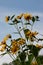 Vertical shot of blooming yellow sunroot wild sunflowers on a field