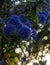 Vertical shot of a blue California Lilac flower with a blurred background