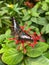 Vertical shot of a blue clipper butterfly (Parthenos sylvia) resting on a red flower