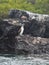 Vertical shot of Blue-footed booby birds perched on a rock formations