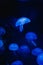 Vertical shot of blue jellyfishes in the ocean