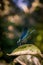 Vertical shot of a blue net-winged insect sitting on a leaf