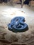 Vertical shot of a blue racer snake on a sand