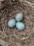 Vertical shot of blue thrush eggs in the straw nest