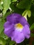Vertical shot of a blue thunbergia flower blooming in a garden