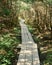 Vertical shot of a boardwalk in a forest surrounded by tall trees