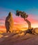 Vertical shot of a boulder rock and an isolated sabal palmetto tree under the colorful sky