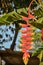 Vertical shot of a branch of heliconia growing in a garden