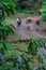 Vertical shot of branch of ripe coffee fruits in a coffee plantation with a group of walkers in a blurred background in the