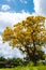 Vertical shot of a Brazilian walnut tree with yellow blossoms during daylight