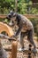 Vertical shot of a bright eyed lemur eating on a wooden structure in a zoo