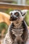 Vertical shot of a bright eyed lemur on a wooden structure in a zoo