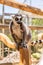 Vertical shot of a bright eyed lemur on a wooden structure in a zoo