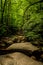 Vertical shot of bright green trees in a lush rocky forest
