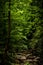 Vertical shot of bright green trees in a lush rocky forest