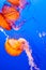 Vertical shot of bright orange nettle jellyfishes swimming in the sea