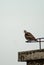 Vertical shot of a brown dove perched on a metal pole in Deyang, China