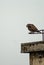 Vertical shot of a brown dove perched on a metal pole in Deyang, China