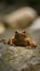 Vertical shot of a brown frog on a rocky surface in a blur