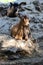 Vertical shot of brown goats lying on the rocks