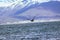 Vertical shot of a brown seagull flying over the blue sea near snowy mountains