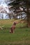 Vertical shot of a brown Weimaraner sitting on a grass