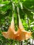 Vertical shot of Brugmansia flowers