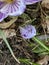 Vertical shot of a bud of purple patterned crocus blooming in the forest