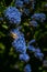 Vertical shot of a bumblebee perched on a bloom of a Ceanothus flower with blurred background