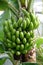 Vertical shot of a bunch of unripe bananas on a tree
