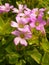 Vertical shot of a bunch of violet Wood-sorrel Oxalis flowers in a garden