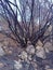 Vertical shot of a burnt tree without leaves surrounded with stones and trees