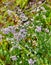 Vertical shot of a bush of Blue heart-leaved asters (Symphyotrichum cordifolium) in the field