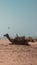 Vertical shot of a camel with a saddle resting on a beach under the blue sky