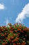 Vertical shot of Campsis flowering plant on background of blue sky