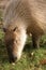 Vertical shot of a capybara rodent on the grass on a sunny day