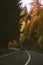 Vertical shot of a car driving on an empty road surrounded by trees in the Transfagarasan mountains