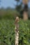 Vertical shot a cattle tyrant bird perched on a wooden pole