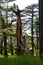 Vertical shot of the Cedars of God at Kadisha Valley, Bsharri, Northern Lebanon