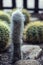 Vertical shot of Cephalocereus senilis in a garden with golden barrel cactus in the background