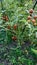 Vertical shot of cherry tomato vines in a farm field at daytime