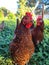 Vertical shot of the chickens enjoying the day in the yard