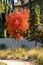 Vertical shot of Chinese pistache tree growing in a backyard