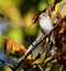 Vertical shot of a chirping sparrow resting on a tree in sunlight