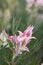 Vertical shot of the closeup of a blooming pink flower of Blushing bride, Serruria Florida.